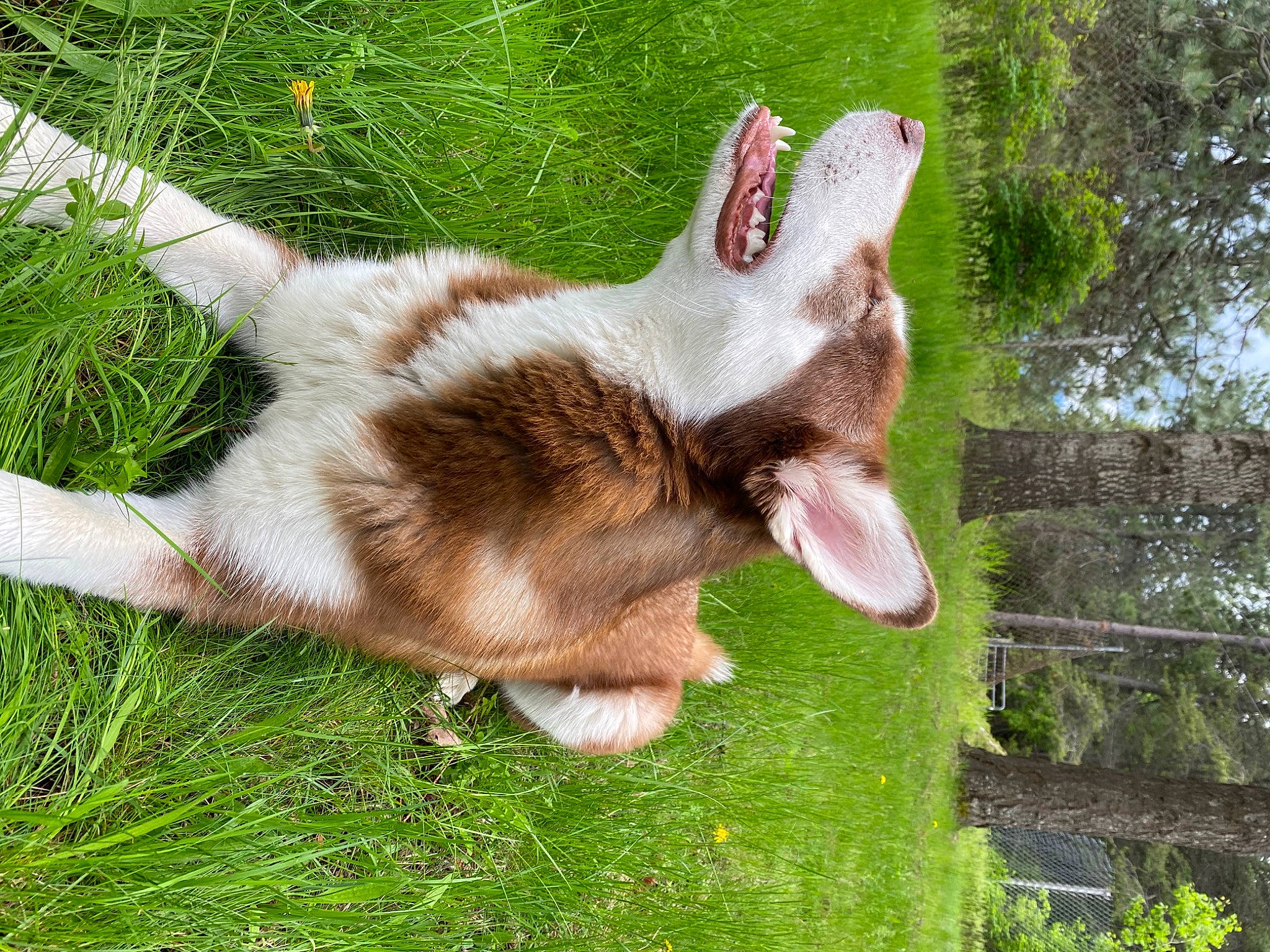 Lydia is registered to the contest to win money with this photo: canidae, carnivore, companion_dog, dog_breed, fawn, felidae, fur, grass, paw, plant, rabbit, rabbits_and_hares, small_to_medium_sized_cats, sporting_group, tail, terrestrial_animal, tree, whiskers, wood, working_animal