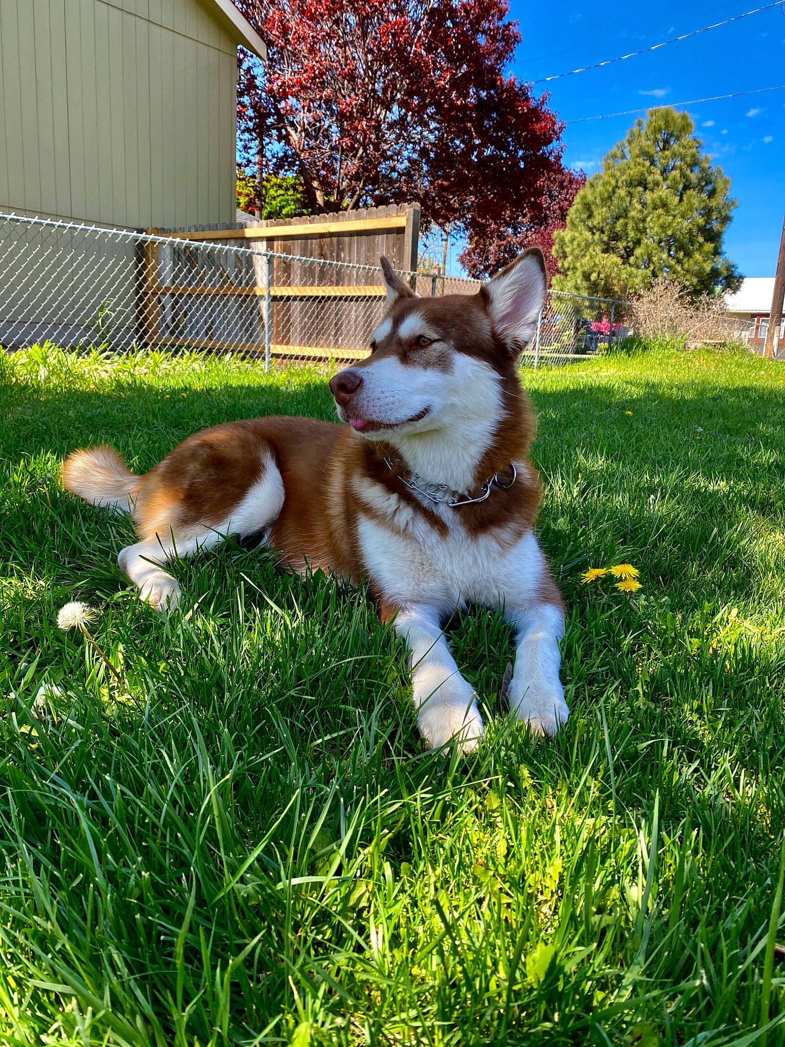 Lydia is registered to the contest to win money with this photo: canidae, carnivore, chair, companion_dog, dog, dog_breed, fawn, felidae, grass, groundcover, herding_dog, lawn, people_in_nature, plant, sky, snout, sporting_group, tail, tree, whiskers