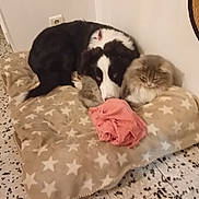 Athos a rejoint le concours — aidez-le/la à gagner de superbes lots ! dog, cat, blanket, star_pattern, floor, tile, indoor, pet, animal, cozy, snuggling, resting, fur, cute, domestic, companion, pink_cloth, corner, wall, relaxed