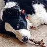 dog, black_and_white, lying_down, stick, collar, pet, canine, fur, animal, resting, outdoor, close_up, nose, paw, cute, domestic, muzzle, relaxed, laying, young