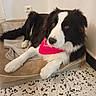 dog, border_collie, bandana, pet_bed, indoor, floor, tile_floor, black_and_white, fur, canine, resting, looking_away, domestic_animal, companion, animal, bed, relaxed, household, cute, paw