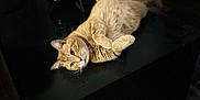Gucci participe au concours pour gagner de l'argent avec cette photo : animal, cat, companion, curious, dark, feline, floor, fur, home, indoor, moody_lighting, orange_tabby, pet, quiet, relaxed, resting, shadow, table, white_cat, wood_floor
