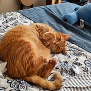 Gucci participe au concours pour gagner de l'argent avec cette photo : animal, bed, blanket, cat, cozy, curled_up, cute, feline, fur, guitar, home, indoor, orange_cat, patterned, pet, relaxed, resting, sleeping, striped, stuffed_toy