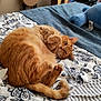 animal, bed, blanket, cat, cozy, curled_up, cute, feline, fur, guitar, home, indoor, orange_cat, patterned, pet, relaxed, resting, sleeping, striped, stuffed_toy