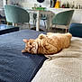 Gucci participe au concours pour gagner de l'argent avec cette photo : animal, cat, chair, couch, cozy, curious, cute, domestic, furniture, home, household, indoor, living_room, lying_down, orange_tabby, pet, relaxed, soft_light, table, textured_fabric