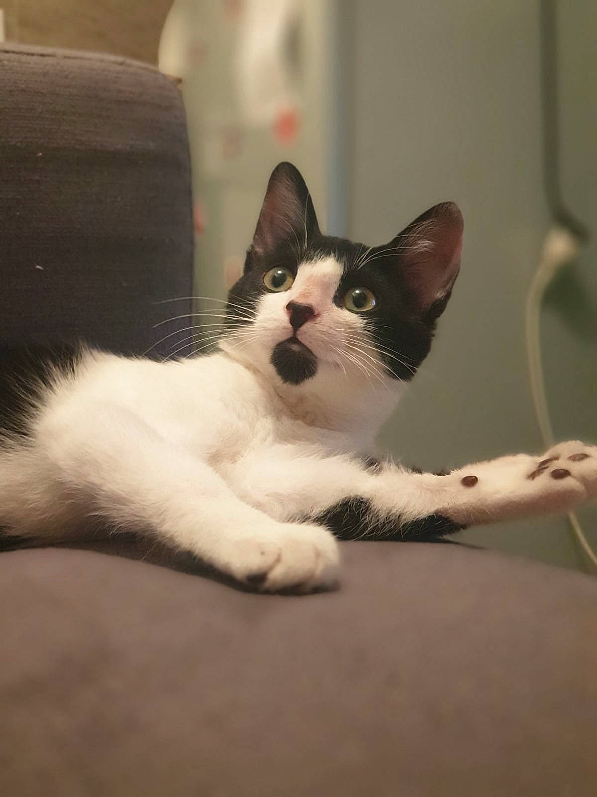 Keïto participe au concours pour gagner de l'argent avec cette photo : aegean_cat, american_wirehair, black_and_white, carnivore, cat, domestic_short_haired_cat, ear, eye, felidae, fur, japanese_bobtail, kitten, mammal, polydactyl_cat, small_to_medium_sized_cats, snout, tail, whiskers