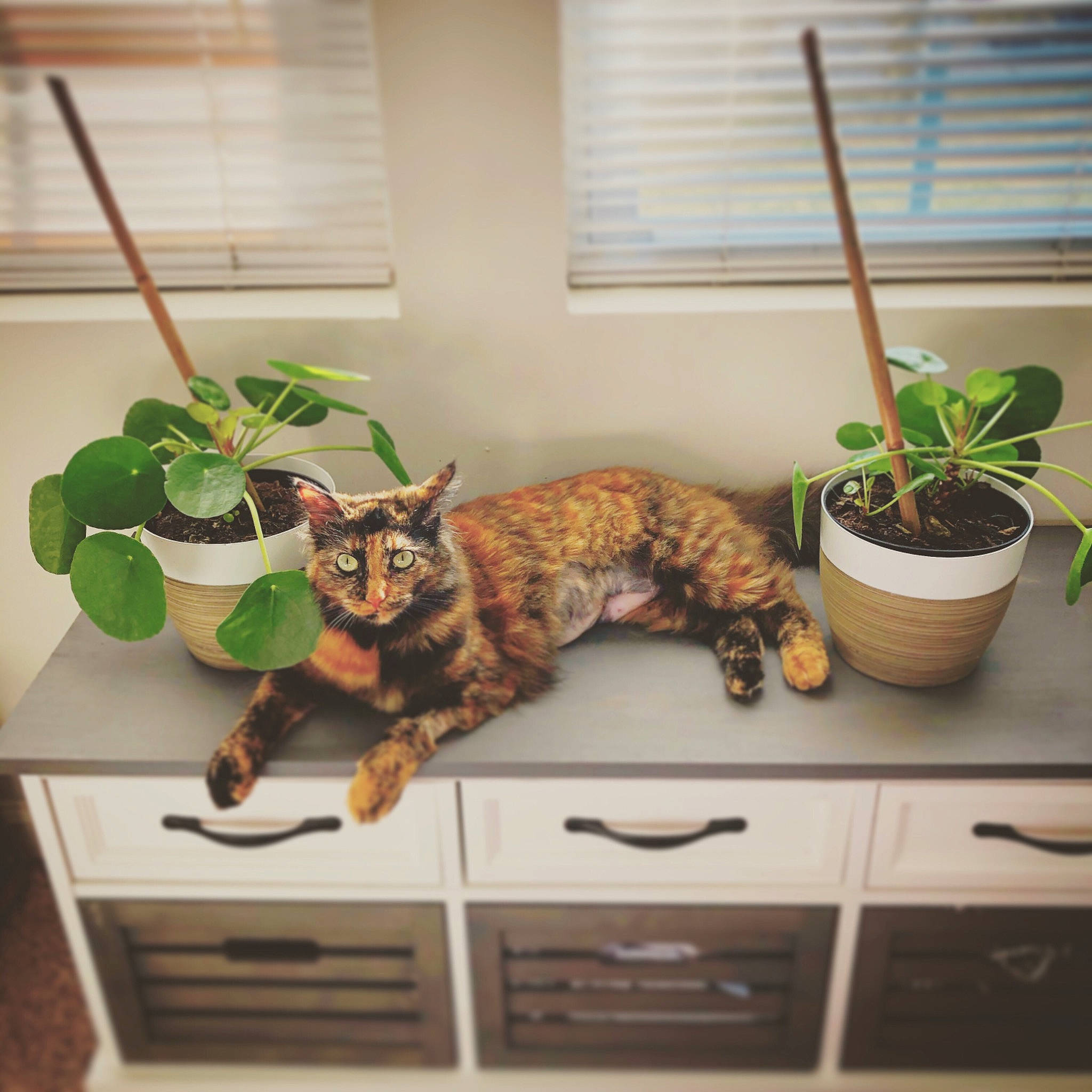 Hartley joined the competition — help win amazing prizes! carnivore, cat, cat_supply, domestic_short_haired_cat, felidae, flowerpot, fur, grass, herb, houseplant, pet_supply, plant, room, small_to_medium_sized_cats, tail, terrestrial_animal, toy, whiskers, window, window_blind
