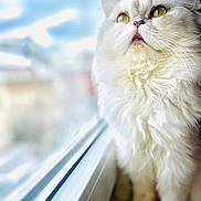 Loly participe au concours pour gagner de l'argent avec cette photo : animal, bright, cat, close_up, cozy, curious, domestic_cat, feline, fluffy, fur, indoor, looking_out, natural_light, pet, portrait, soft_focus, whiskers, white_cat, window, yellow_eyes