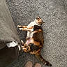 cat, calico_cat, pet, animal, feline, lying_down, belly_up, wide_eyed, playful, indoor, carpet, floor, sofa, furniture, slippers, home, portrait, overhead_view, relaxed, funny