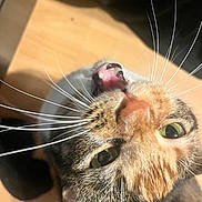 Penelope is registered to the contest to win money with this photo: cat, calico_cat, pet, feline, close_up, portrait, upside_down, yawning, open_mouth, green_eyes, whiskers, fur, orange_fur, black_fur, white_fur, indoor, sunlight, dramatic, funny, animal_photography