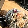 cat, calico_cat, pet, feline, close_up, portrait, upside_down, yawning, open_mouth, green_eyes, whiskers, fur, orange_fur, black_fur, white_fur, indoor, sunlight, dramatic, funny, animal_photography