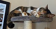 Penelope is registered to the contest to win money with this photo: cats, cat, felines, calico, tabby, cuddling, sleeping, playful, whiskers, ears, eyes, paws, fur, pet, animal, cat_tree, scratching_post, indoor, cozy, portrait