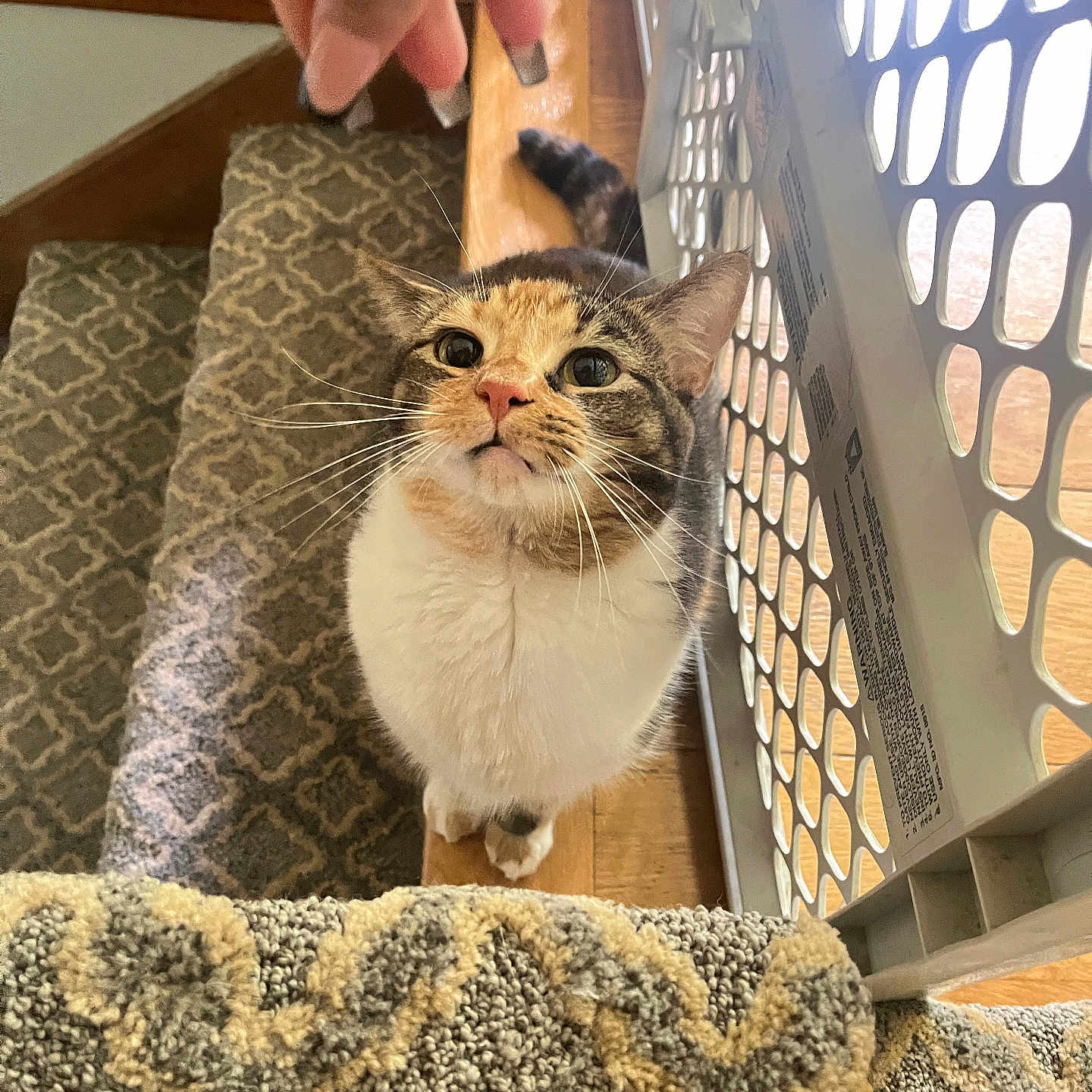 Penelope