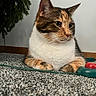 cat, calico_cat, animal, pet, feline, portrait, sitting, paws, whiskers, ears, eyes, fur, tri_color, indoor, carpet, plant, button, control_panel, focused, closeup