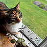 cat, calico_cat, feline, pet, animal, portrait, window, window_screen, indoors, sunlight, greenery, houseplant, potted_plant, wooden_surface, windowsill, whiskers, ears, green_eyes, relaxed, closeup