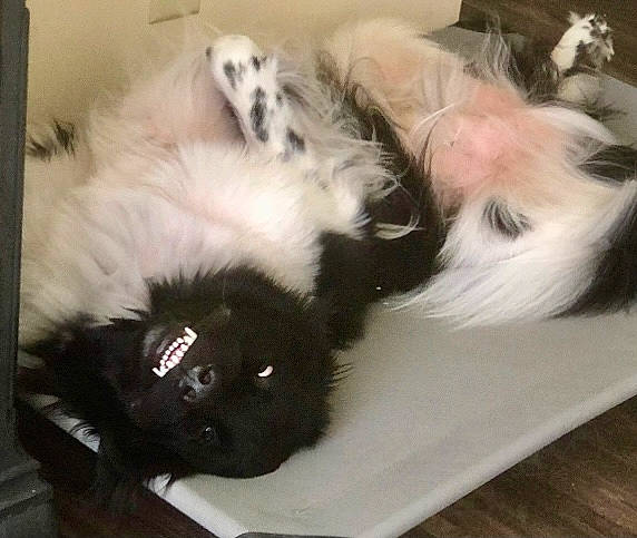 Briar is registered to the contest to win money with this photo: black_cat, bombay, british_longhair, canidae, carnivore, cat, cat_supply, claw, comfort, companion_dog, dog_breed, fawn, felidae, fur, paw, small_to_medium_sized_cats, snout, tail, whiskers