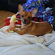 Mia Amor is registered to the contest to win money with this photo: dog, small_dog, brown_dog, toy, plush_toy, blanket, white_blanket, couch, indoor, pet, animal, wooden_floor, cozy, relaxed, cute, ears, fur, playing, comfort, home