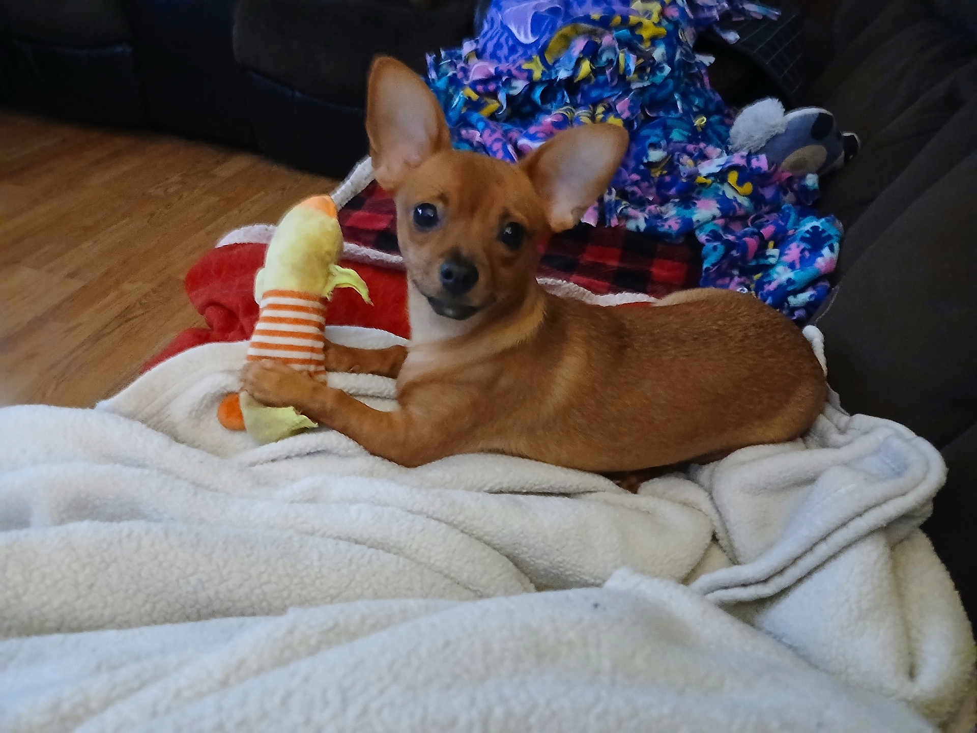 Mia Amor is registered to the contest to win money with this photo: dog, small_dog, brown_dog, toy, plush_toy, blanket, white_blanket, couch, indoor, pet, animal, wooden_floor, cozy, relaxed, cute, ears, fur, playing, comfort, home