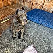 Chico is registered to the contest to win money with this photo: puppy, dog, brindle, pet, animal, indoor, mat, dog_bed, wooden_wall, curious, sitting, young_dog, floor, cozy, domestic, canine, ears, eyes, towel, attention