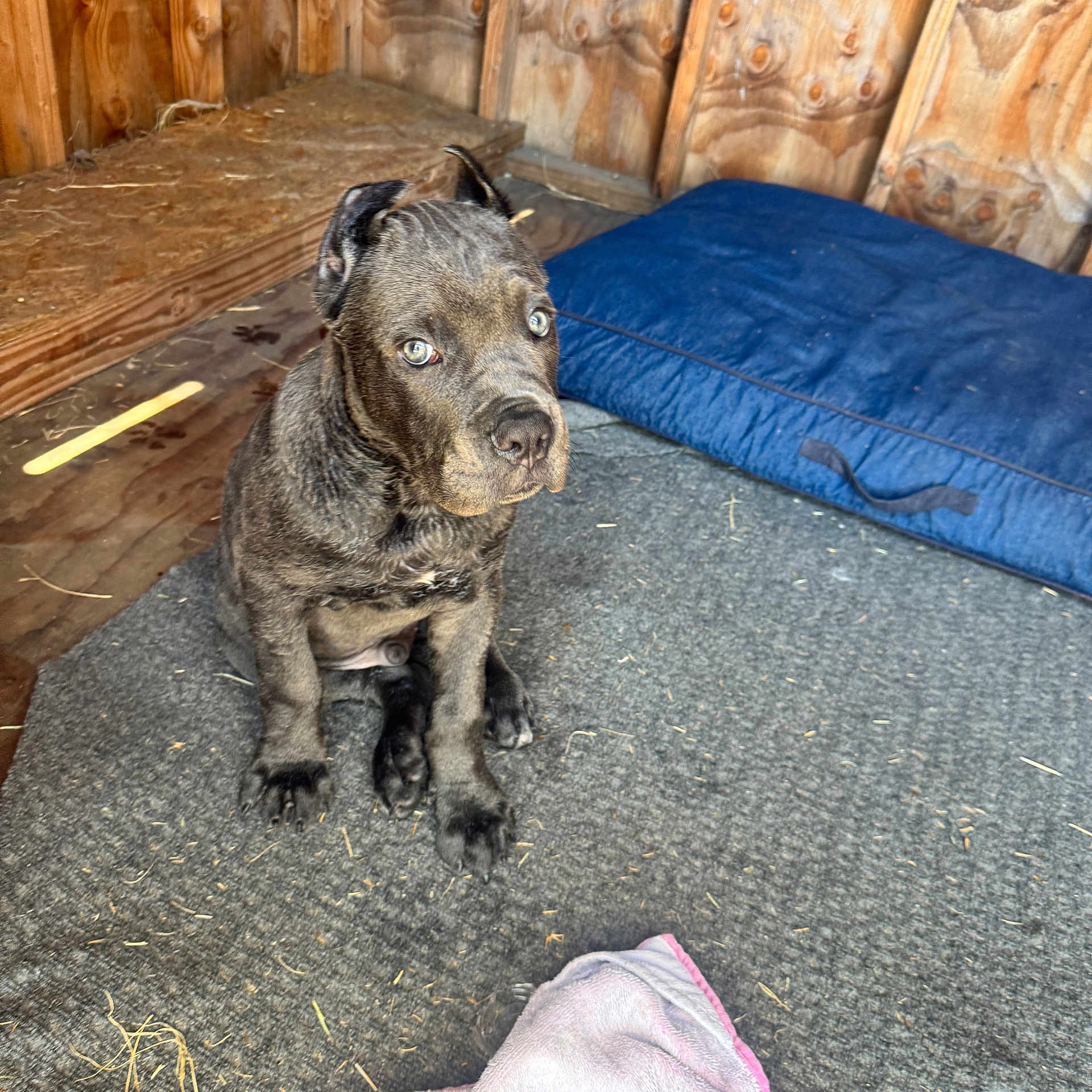 Chico is registered to the contest to win money with this photo: animal, attention, brindle, canine, cozy, curious, dog, dog_bed, domestic, ears, eyes, floor, indoor, mat, pet, puppy, sitting, towel, wooden_wall, young_dog