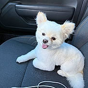 Kashmir joined the competition — help win amazing prizes! dog, white_dog, fluffy, car_seat, pet, tongue_out, happy, indoor, leather, seat, charging_cable, companion, groomed, small_dog, cute, animal, domestic, friendly, car_interior, relaxed