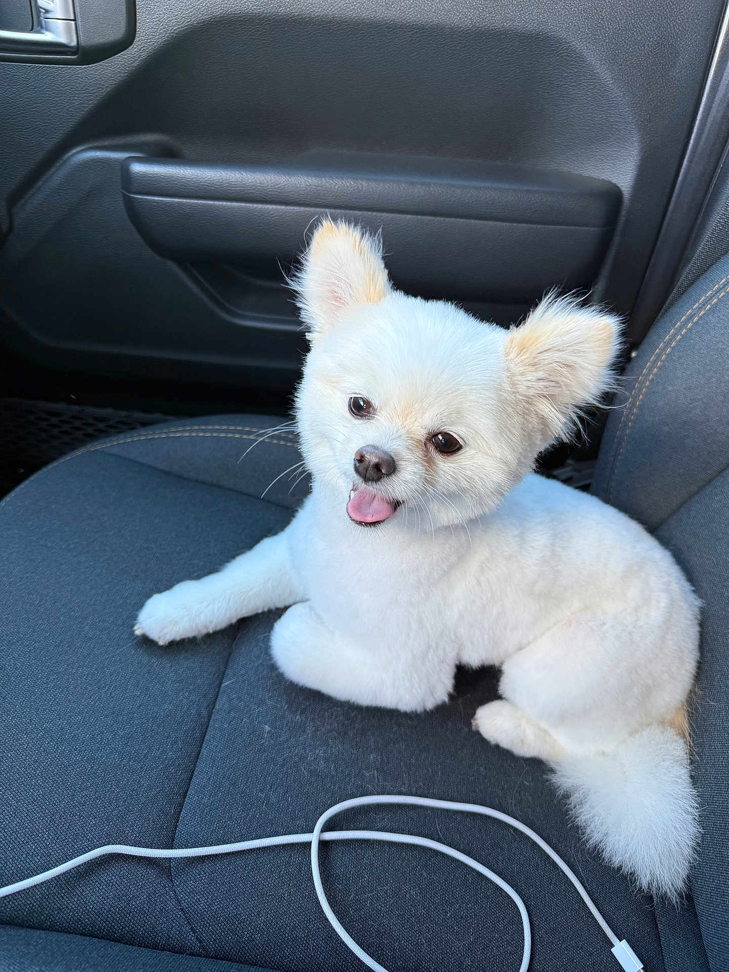Kashmir joined the competition — help win amazing prizes! dog, white_dog, fluffy, car_seat, pet, tongue_out, happy, indoor, leather, seat, charging_cable, companion, groomed, small_dog, cute, animal, domestic, friendly, car_interior, relaxed