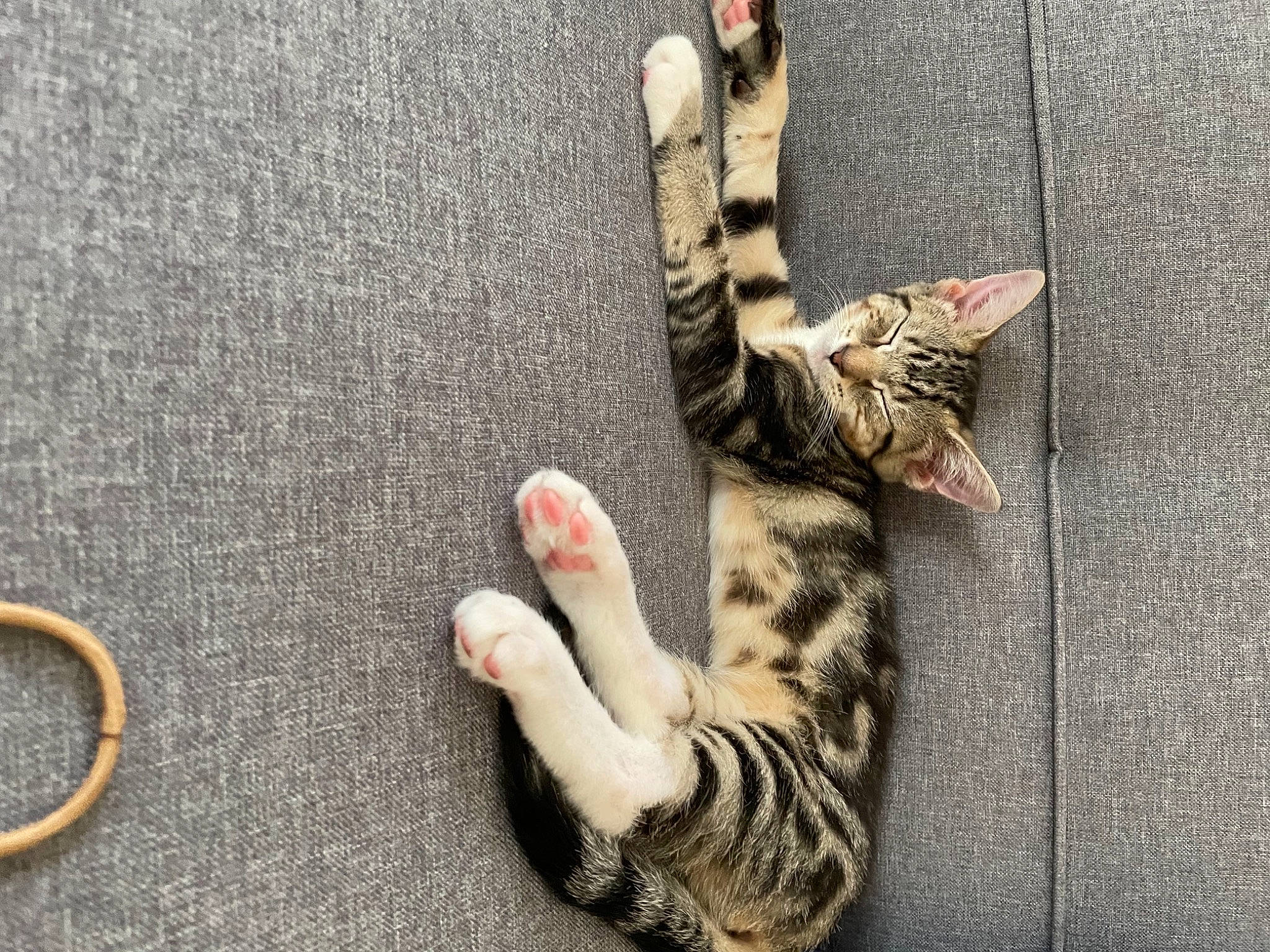 Sprout is registered to the contest to win money with this photo: arm, carnivore, cat, eye, fawn, felidae, foot, gesture, grey, human_body, human_leg, leg, plant, small_to_medium_sized_cats, snout, tail, toe, tree, vertebrate, whiskers