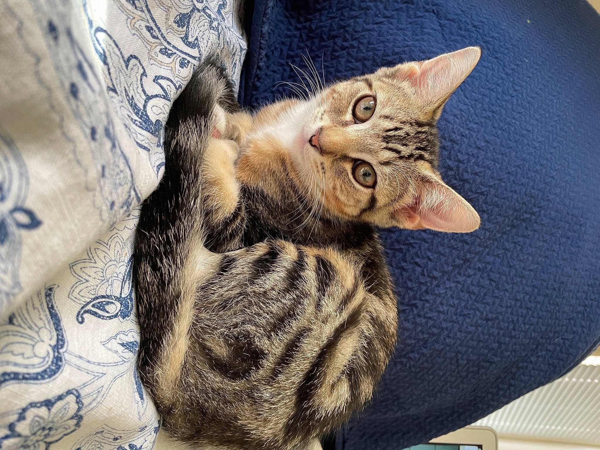 Sprout is registered to the contest to win money with this photo: carnivore, cat, cat_bed, claw, comfort, domestic_short_haired_cat, ear, eye, fawn, felidae, fur, nap, pattern, paw, sleep, small_to_medium_sized_cats, snout, tail, whiskers