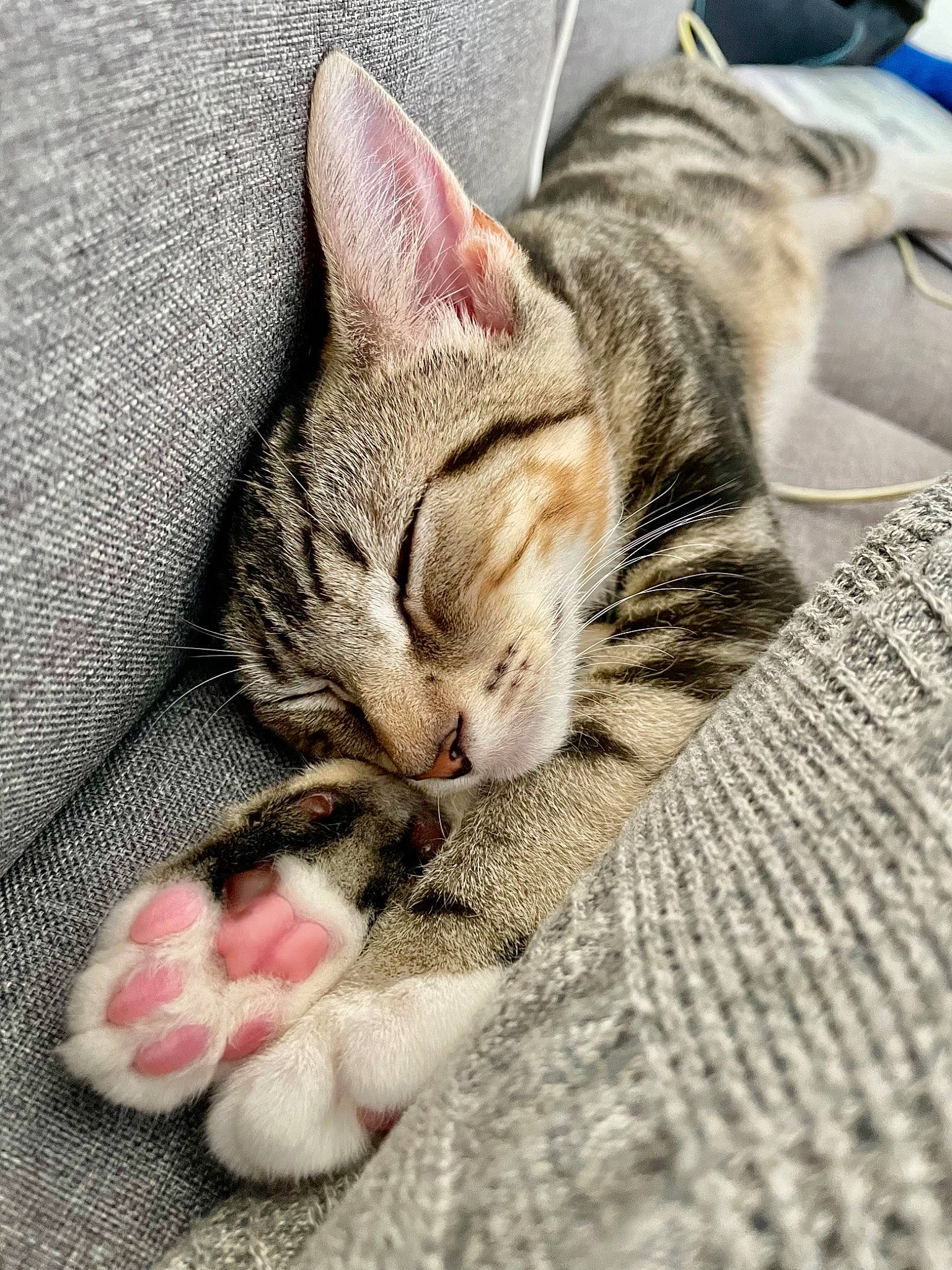 Sprout joined the competition — help win amazing prizes! carnivore, cat, claw, comfort, domestic_short_haired_cat, felidae, foot, fur, nap, paw, sitting, sleep, small_to_medium_sized_cats, snout, terrestrial_animal, whiskers