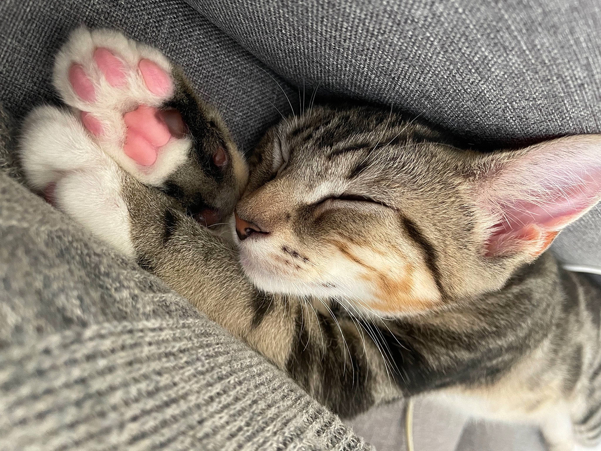 Sprout is registered to the contest to win money with this photo: carnivore, cat, claw, comfort, domestic_short_haired_cat, eye, fawn, felidae, fur, grey, linens, nap, paw, sleep, small_to_medium_sized_cats, snout, tail, terrestrial_animal, whiskers, wildlife