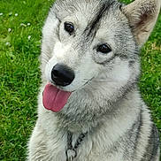 Una participe au concours pour gagner de l'argent avec cette photo : dog, siberian_husky, tongue_out, pet, animal, canine, fur, outdoor, grass, happy, playful, close_up, mammal, collar, leash, cute, friendly, nature, portrait, summer