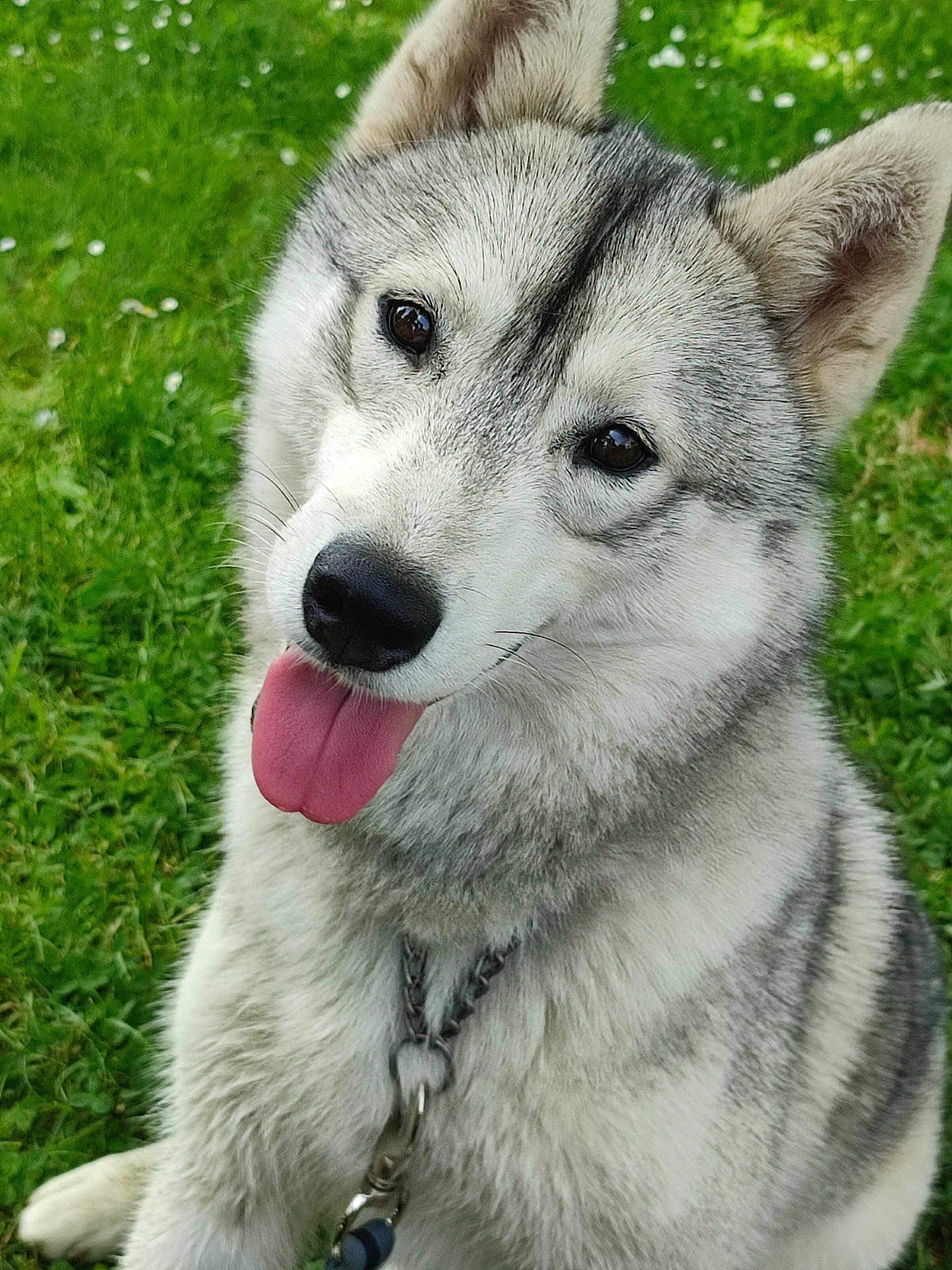 Una participe au concours pour gagner de l'argent avec cette photo : dog, siberian_husky, tongue_out, pet, animal, canine, fur, outdoor, grass, happy, playful, close_up, mammal, collar, leash, cute, friendly, nature, portrait, summer