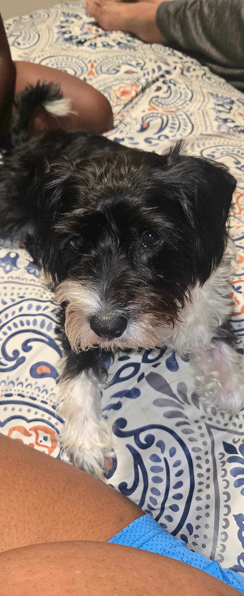 Bella is registered to the contest to win money with this photo: dog, black_and_white, bedspread, patterned_bedding, lying_down, curious, fluffy_fur, indoor, pet, animal, close_up, bedroom, human_leg, casual, resting, cute, domestic_animal, fur, companion, relaxed