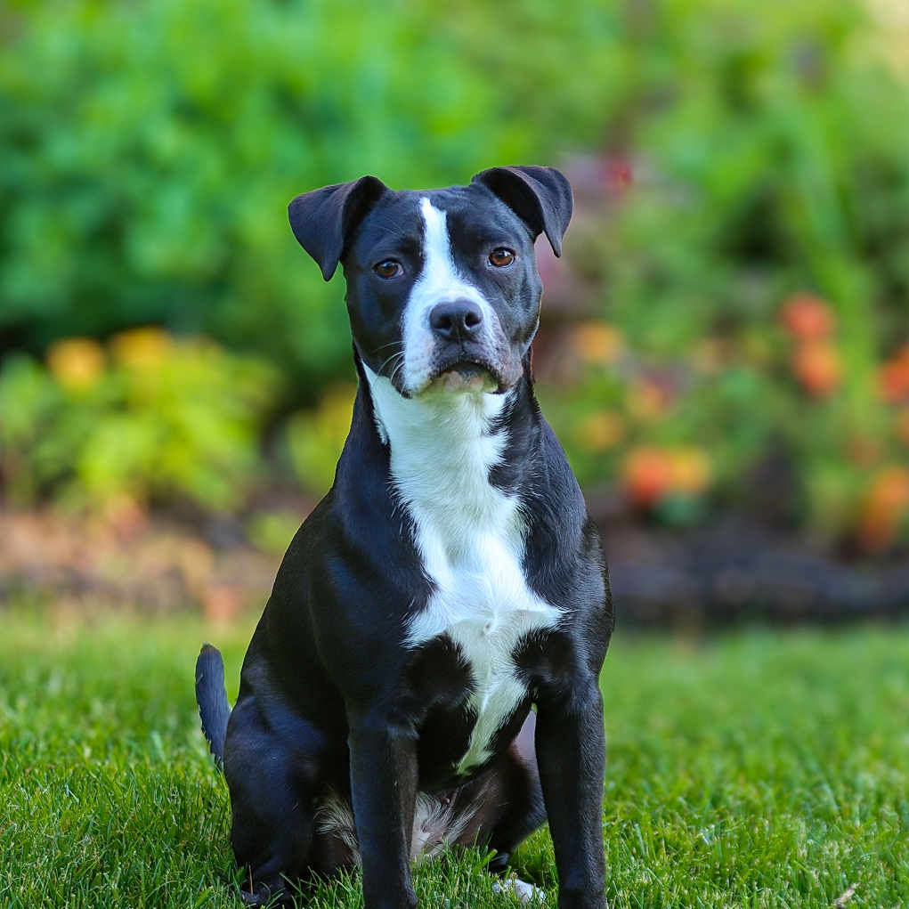 Luna is registered to the contest to win money with this photo: alert, animal, black_and_white, blurred_background, canine, companion, daylight, dog, ears, eyes, face, fur, garden, grass, greenery, nature, outdoor, pet, portrait, sitting