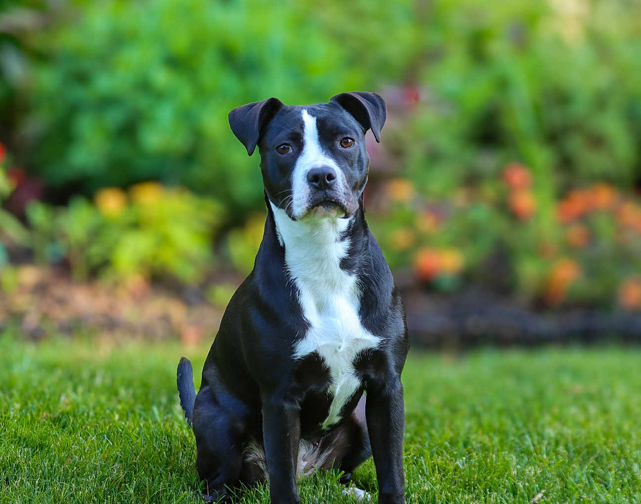 Luna is registered to the contest to win money with this photo: dog, black_and_white, sitting, grass, outdoor, garden, pet, animal, canine, fur, ears, face, eyes, nature, blurred_background, greenery, alert, portrait, daylight, companion
