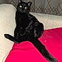 black_cat, cat, pet, animal, indoor, couch, red_cushion, relaxed, posing, fur, whiskers, tail, eyes, flash, curtains, pattern, feline, mischievous, domestic_cat, cozy