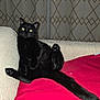 Falado a rejoint le concours — aidez-le/la à gagner de superbes lots ! black_cat, cat, pet, indoor, couch, red_cushion, beige_couch, curtains, relaxed, sitting, animal, feline, flash, glowing_eyes, paw, tail, domestic_cat, fur, whiskers, home