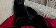 Falado a rejoint le concours — aidez-le/la à gagner de superbes lots ! black_cat, cat, pet, indoor, couch, blanket, red_blanket, beige_couch, curtains, patterned_curtains, radiator, relaxed, green_eyes, feline, animal, resting, home, cozy, fur, paw