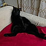 black_cat, cat, pet, indoor, couch, blanket, red_blanket, beige_couch, curtains, patterned_curtains, radiator, relaxed, green_eyes, feline, animal, resting, home, cozy, fur, paw