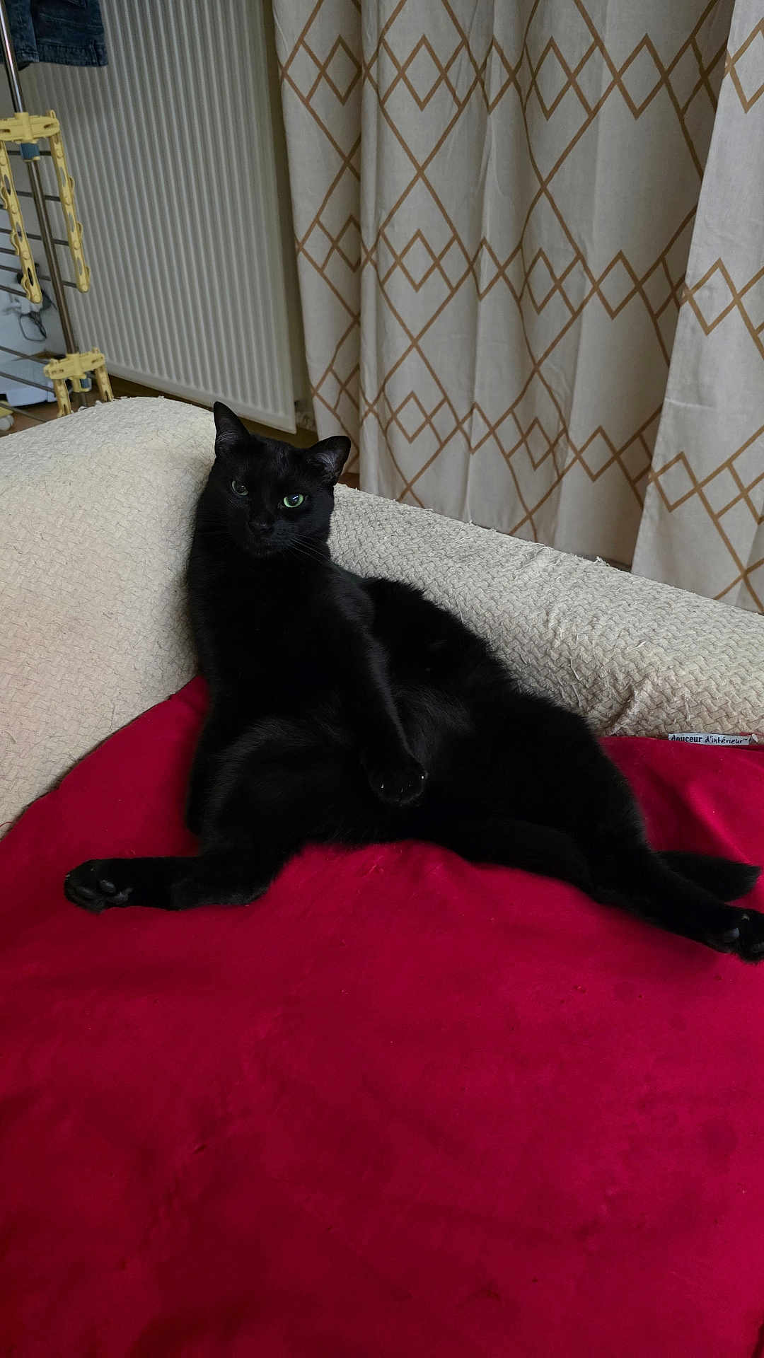 Falado participe au concours pour gagner de l'argent avec cette photo : black_cat, cat, indoor, couch, red_blanket, curtains, radiator, relaxed, pet, feline, animal, cozy, home, fur, whiskers, ears, green_eyes, sitting, furniture, domestic