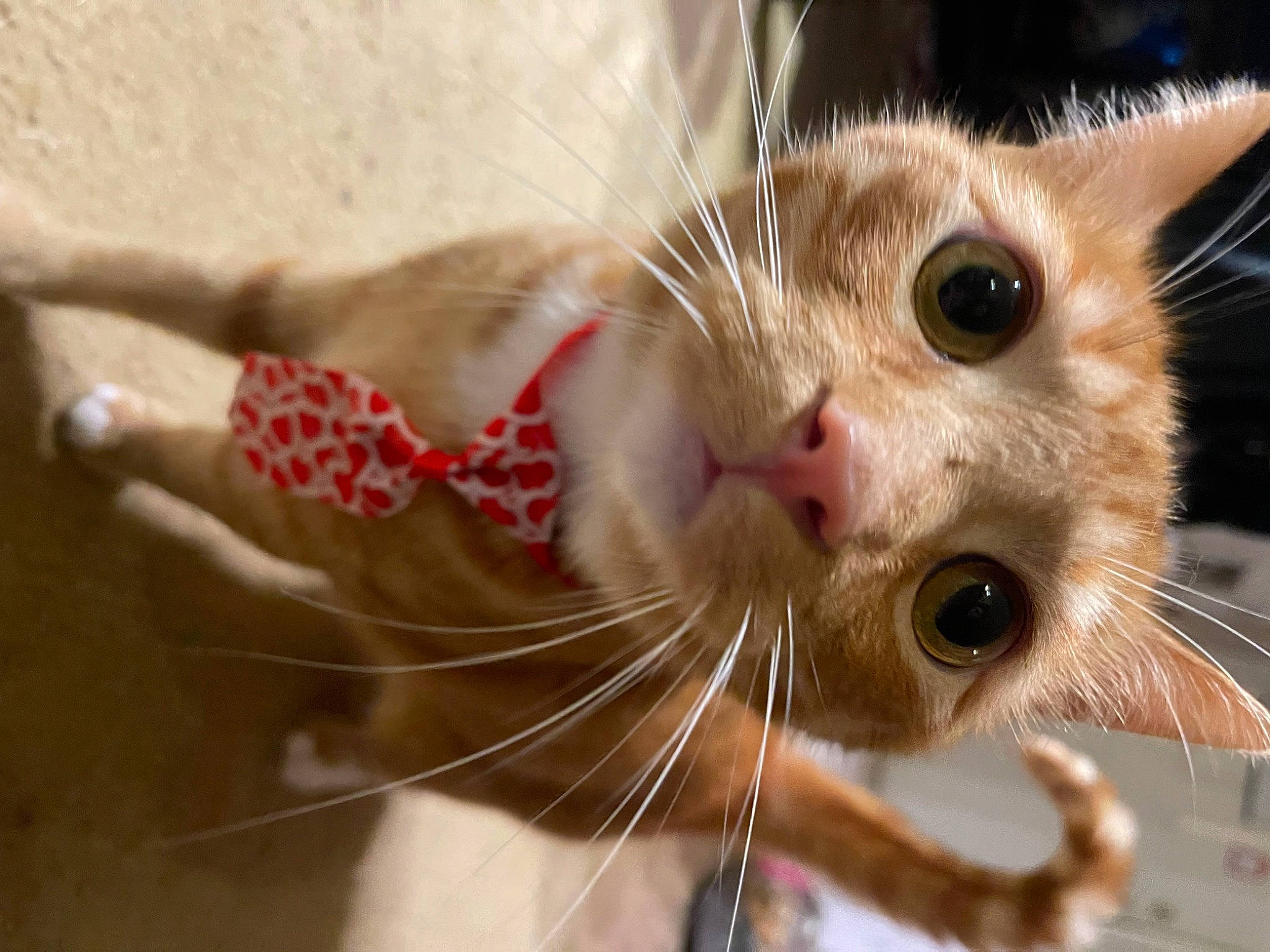 Levi is registered to the contest to win money with this photo: carnivore, cat, claw, domestic_short_haired_cat, ear, eyelash, fawn, felidae, fur, paw, small_to_medium_sized_cats, snout, whiskers