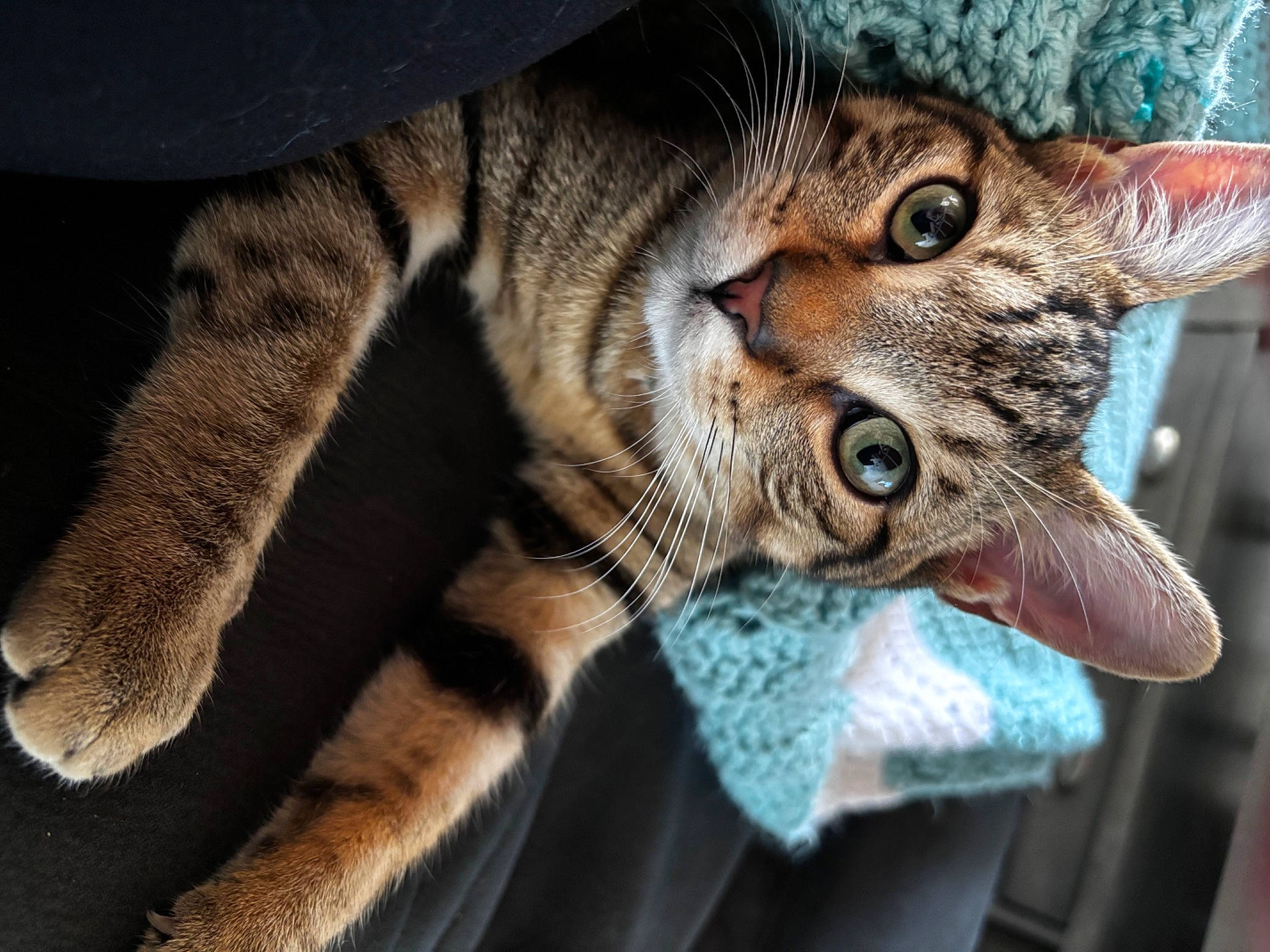 Tigger joined the competition — help win amazing prizes! carnivore, cat, claw, domestic_short_haired_cat, eye, fang, felidae, fur, paw, small_to_medium_sized_cats, snout, terrestrial_animal, whiskers, wildlife, window