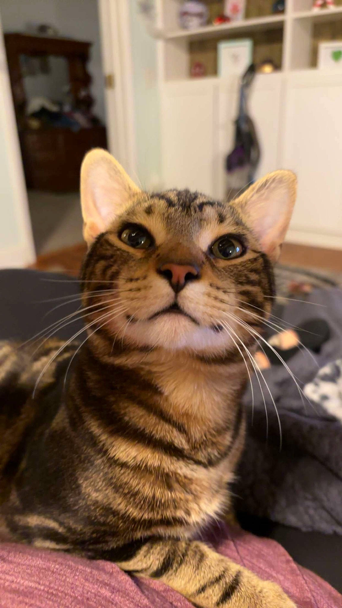 Morgen is registered to the contest to win money with this photo: carnivore, cat, domestic_short_haired_cat, felidae, fur, sitting, small_to_medium_sized_cats, snout, terrestrial_animal, whiskers