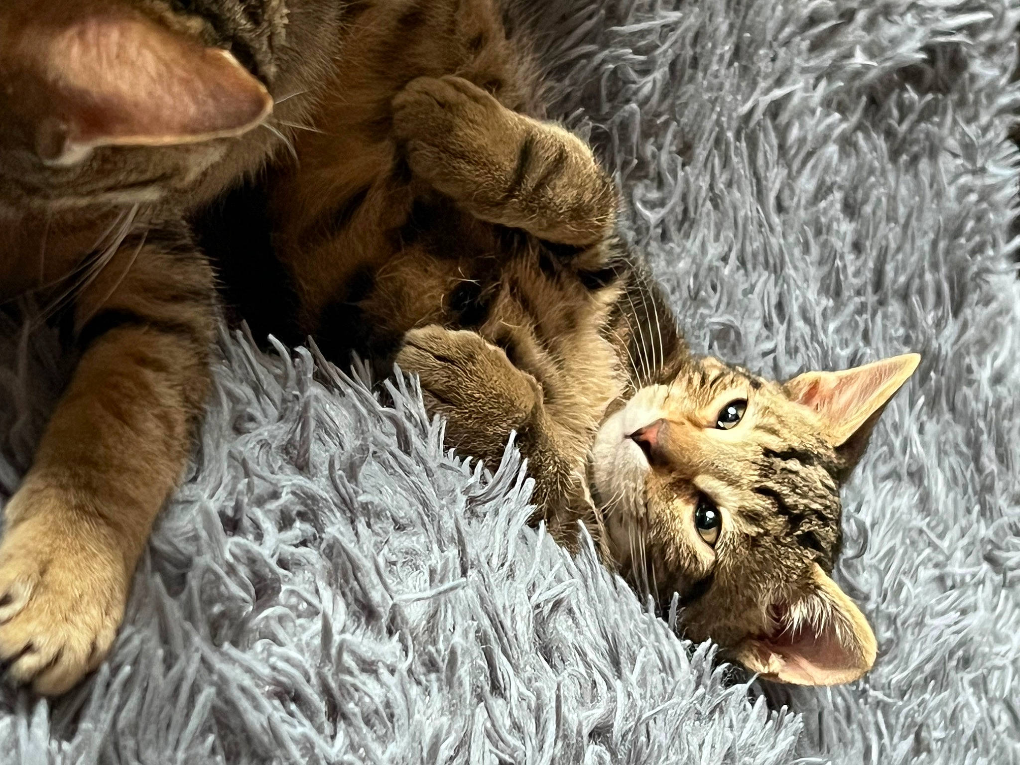 Morgen joined the competition — help win amazing prizes! carnivore, cat, claw, close_up, domestic_short_haired_cat, fawn, felidae, fur, grass, natural_material, organism, plant, small_to_medium_sized_cats, snout, tail, terrestrial_animal, tree, whiskers, wildlife, wood