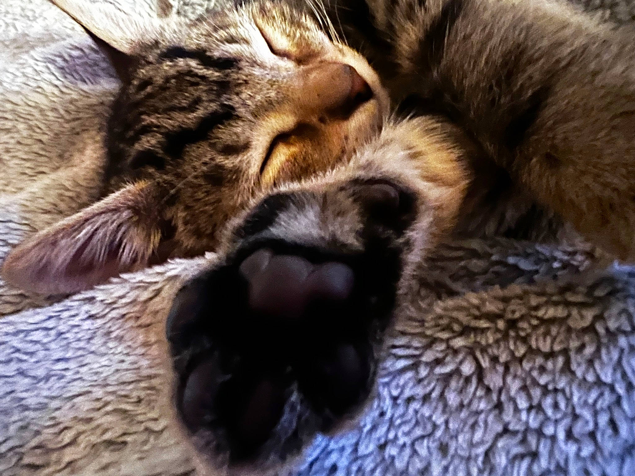 Morgen joined the competition — help win amazing prizes! big_cats, carnivore, cat, claw, close_up, comfort, domestic_short_haired_cat, fawn, felidae, fur, linens, nap, paw, sleep, small_to_medium_sized_cats, snout, tail, terrestrial_animal, whiskers, wildlife