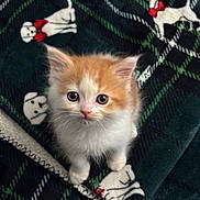 Derpy joined the competition — help win amazing prizes! kitten, cat, orange_and_white, fluffy, curious, wide_eyes, blanket, dog_pattern, red_bow, cozy, indoor, pet, cute, small, fur, animal, soft, close_up, looking_up, domestic