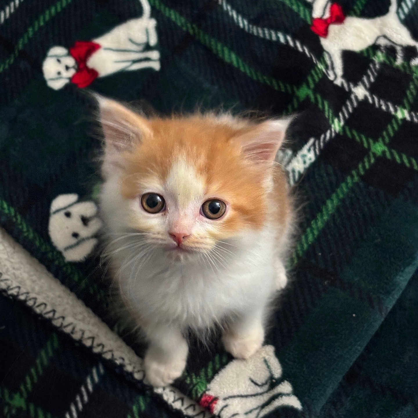 Derpy joined the competition — help win amazing prizes! kitten, cat, orange_and_white, fluffy, curious, wide_eyes, blanket, dog_pattern, red_bow, cozy, indoor, pet, cute, small, fur, animal, soft, close_up, looking_up, domestic