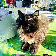 Onyx participe au concours pour gagner de l'argent avec cette photo : cat, fluffy, heterochromia, green_tablecloth, outdoor, sunlight, flower_pattern, plant_pot, sunglasses, relaxed, pet, animal, feline, table, shadow, garden, nature, whiskers, fur, closeup