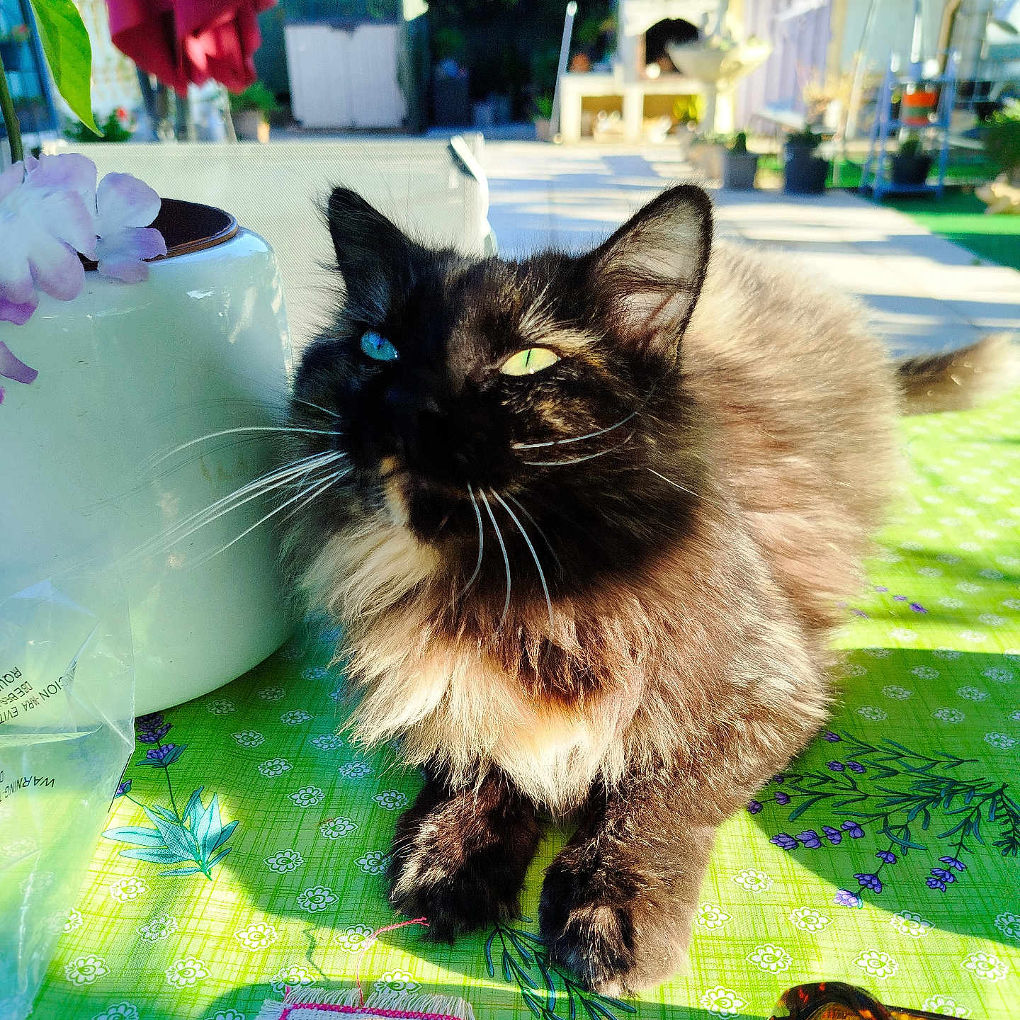 Onyx participe au concours pour gagner de l'argent avec cette photo : animal, cat, closeup, feline, flower_pattern, fluffy, fur, garden, green_tablecloth, heterochromia, nature, outdoor, pet, plant_pot, relaxed, shadow, sunglasses, sunlight, table, whiskers