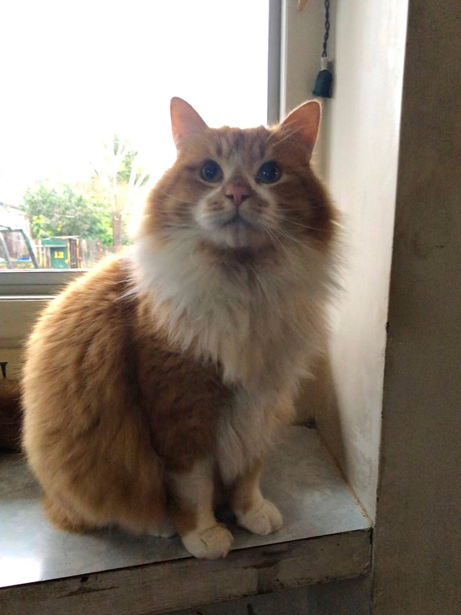 Furguson is registered to the contest to win money with this photo: aegean_cat, asian_semi_longhair, british_semi_longhair, carnivore, cat, cymric, domestic_long_haired_cat, domestic_short_haired_cat, fawn, felidae, maine_coon, mammal, norwegian_forest_cat, polydactyl_cat, ragamuffin, small_to_medium_sized_cats, somali, vertebrate, whiskers